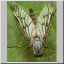 Rhagio vitripennis- Schnepfenfliege m06.jpg